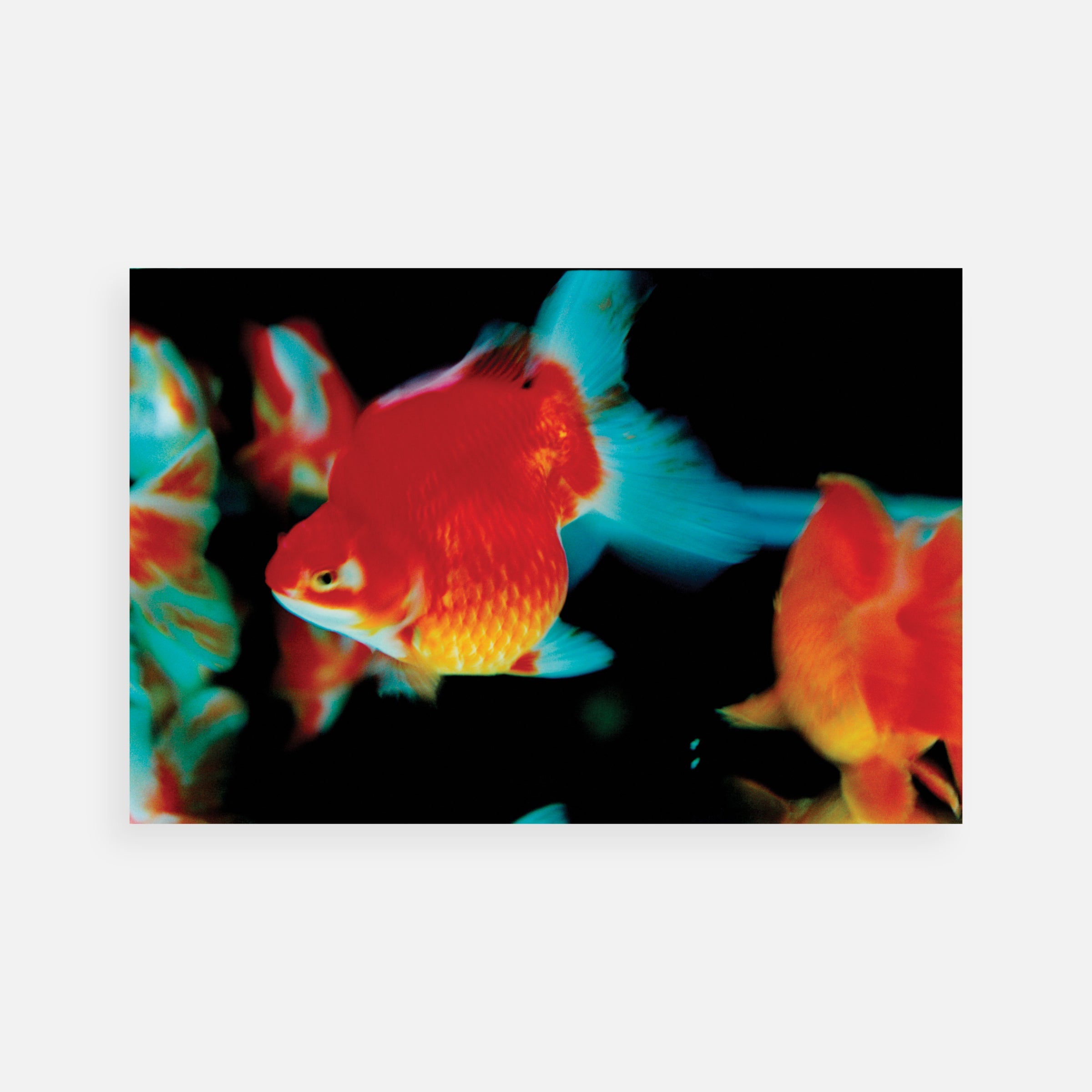 Ninagawa Mika: Untitled, 2003