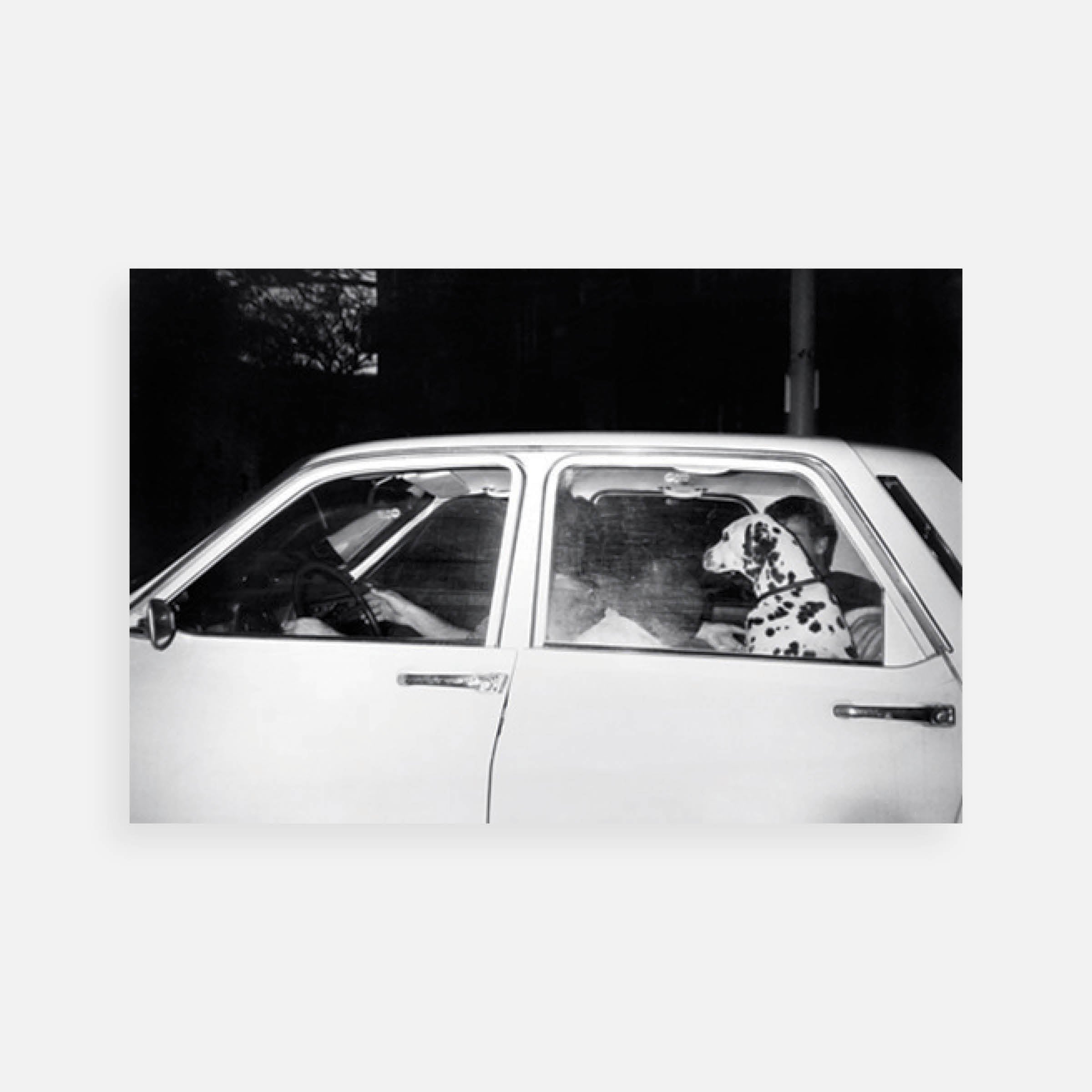 Maria Sewcz: Dalmation, 1986