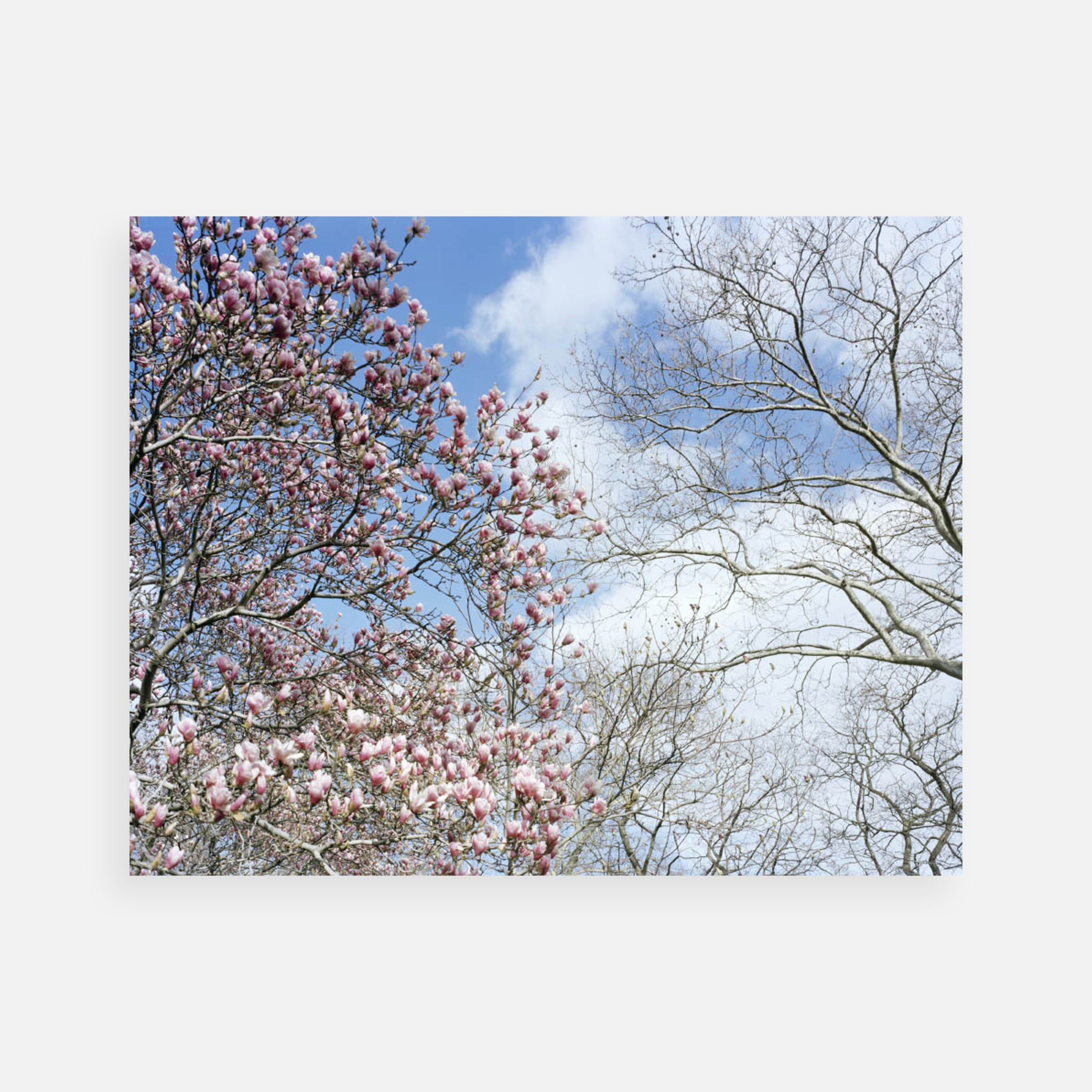 Joel Meyerowitz: The Legacy Portfolio