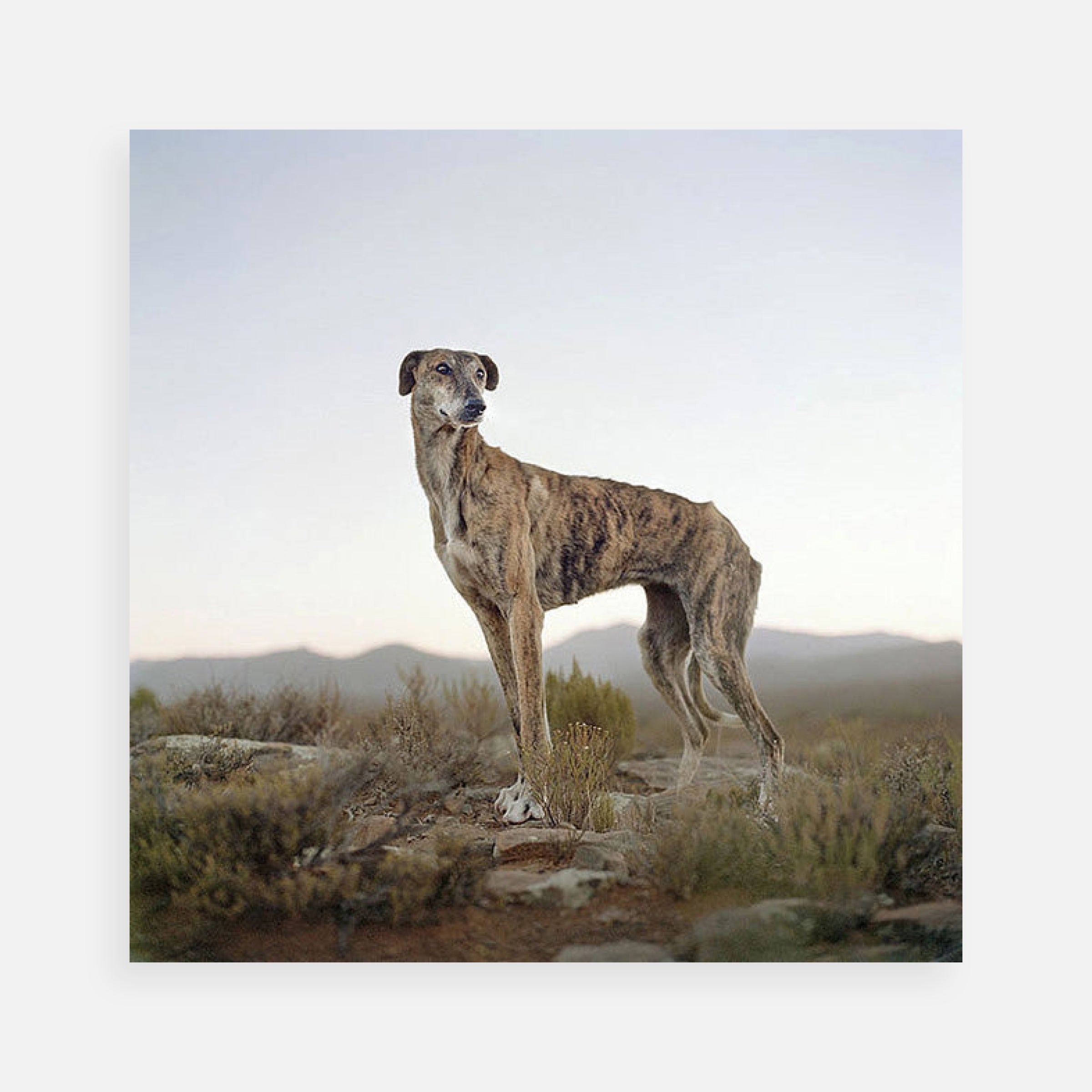 Daniel Naudé: Africanis Dog, Sneeuberg Pass, Murraysburg District, South Africa, 2009