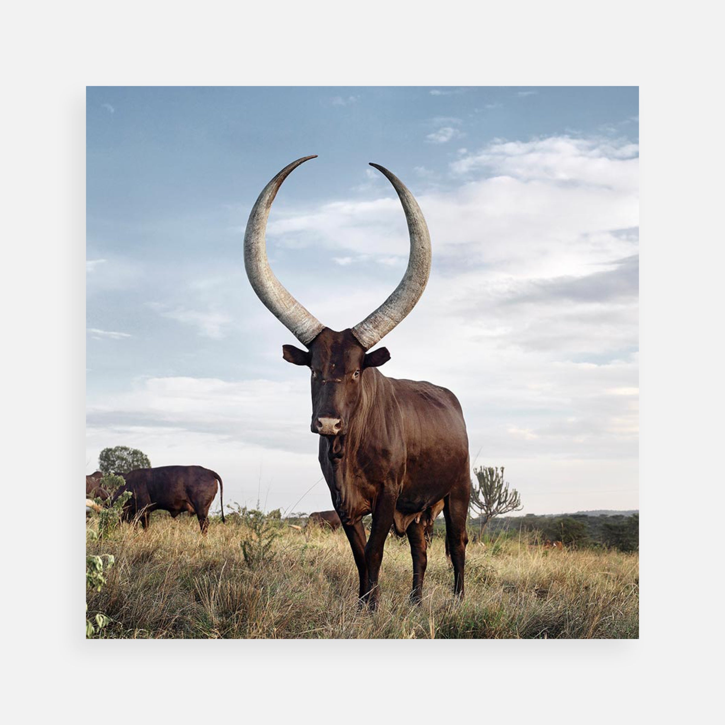 Daniel Naudé: Ankole Cow. Outside Mbarara, Kiruhura district, Western Region, Uganda, 2012